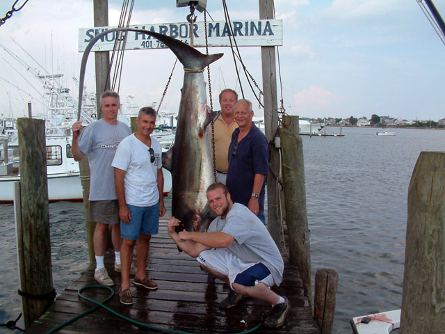 300 lb Thresher Shark